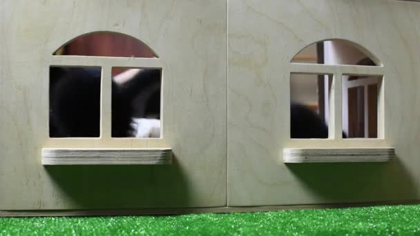 Gato Doméstico Gatito Jugando Casa — Vídeos de Stock