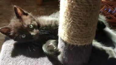 Evde oynayan kedi yavrusu.