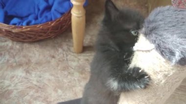 Evde oynayan kedi yavrusu.