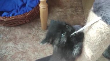 Evde oynayan kedi yavrusu.