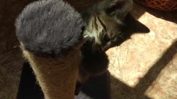 Domowy Kot Kotek Bawi Się Domu — Wideo stockowe
