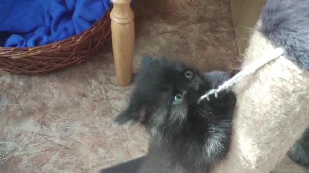 家猫在家里玩耍 — 图库视频影像