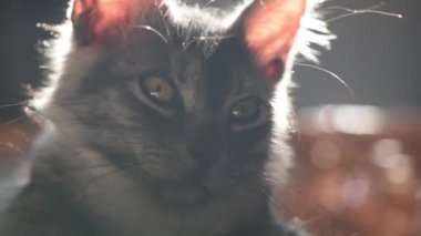Kameraya bakan evcil bir kedinin yakın çekimi.