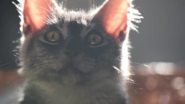 Kameraya bakan evcil bir kedinin yakın çekimi.
