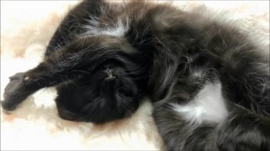 Uyuyan safkan bir kedi yavrusunun portresi