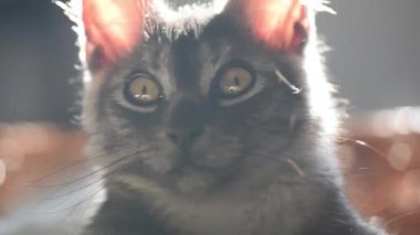 Uyuyan safkan bir kedi yavrusunun portresi