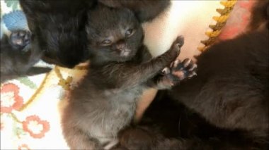 Uyuyan safkan bir kedi yavrusunun portresi