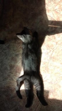 Uyuyan safkan bir kedi yavrusunun portresi