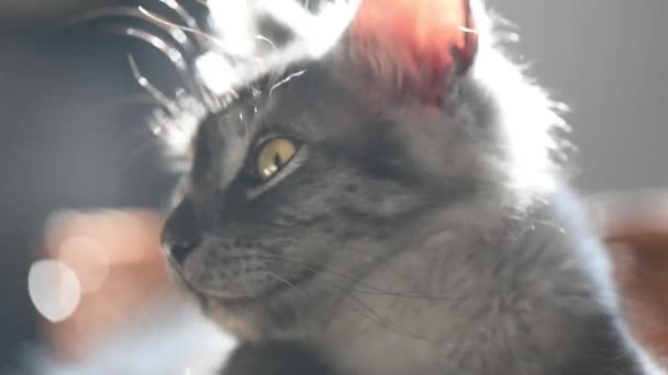 Închiderea Unei Pisici Domestice Care Uită Cameră — Videoclip de stoc