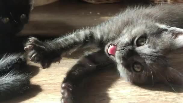 ภาพระยะใกล ของแมวในบ มองไปท — วีดีโอสต็อก