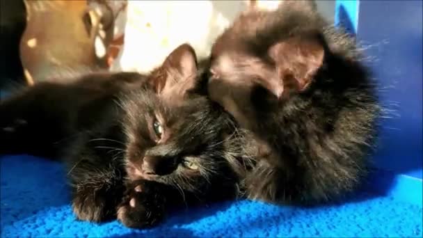 Close Kitten Home Cares Fur — Stock Video