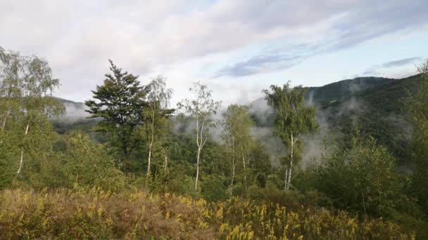 Mglisty Krajobraz Letniego Wieczoru Górach — Wideo stockowe