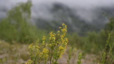 Dağ ormanındaki vahşi bir bitkinin üzerine yağmur damlaları.