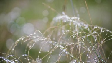 Dağ ormanındaki vahşi bir bitkinin üzerine yağmur damlaları.