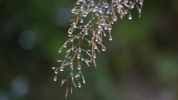 Gotas Lluvia Una Planta Silvestre Bosque Montaña — Vídeo de stock