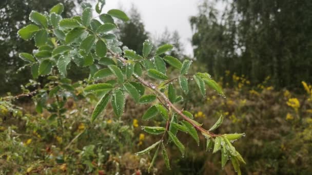 Dešťové Kapky Divokou Rostlinu Horském Lese — Stock video