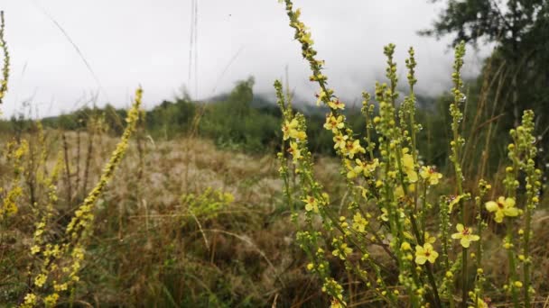 山の森の中の野生植物に雨が降る — ストック動画