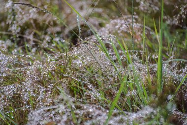 Dağ ormanındaki vahşi bir bitkinin üzerine yağmur damlaları.