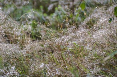 Dağ ormanındaki vahşi bir bitkinin üzerine yağmur damlaları.