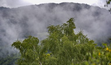 Dağlarda sisli bir yaz akşamı manzarası