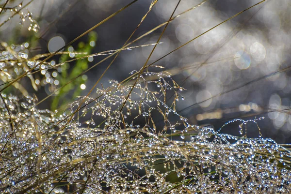 Gocce Pioggia Una Pianta Selvatica Una Foresta Montagna — Foto Stock