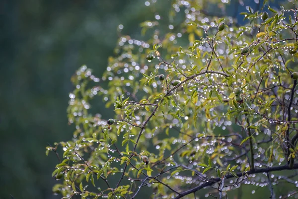 Капли Дождя Диком Растении Горном Лесу — стоковое фото