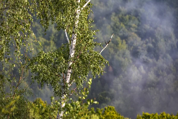 Paesaggio Appannato Una Serata Estiva Montagna — Foto Stock