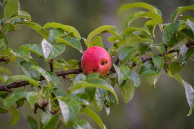 Yağmurdan sonra dalda olgun kırmızı elmalar