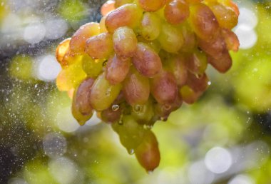 Yağmurda üzümlü üzümlere yakın çekim