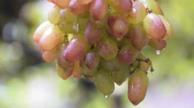 Yağmurda üzümlü üzümlere yakın çekim