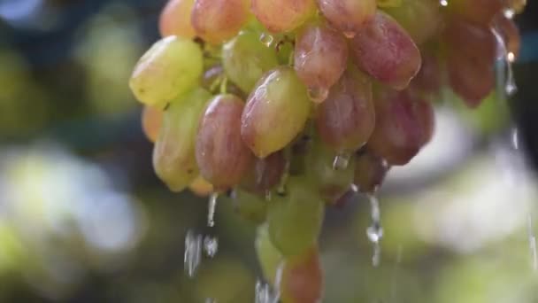 Gros Plan Sur Les Baies Raisins Cépage Sous Pluie — Video