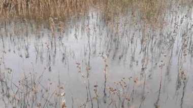Bir orman gölünün yüzeyinde yağmur damlaları