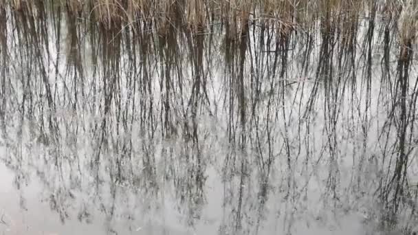Gotas Lluvia Superficie Lago Forestal — Vídeos de Stock