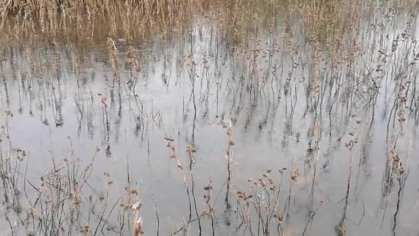 Regentropfen Auf Der Oberfläche Eines Waldsees — Stockvideo