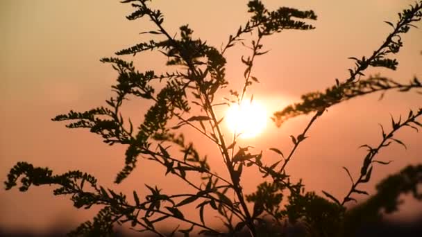 Pianta Selvatica Nel Vento Sullo Sfondo Del Tramonto — Video Stock