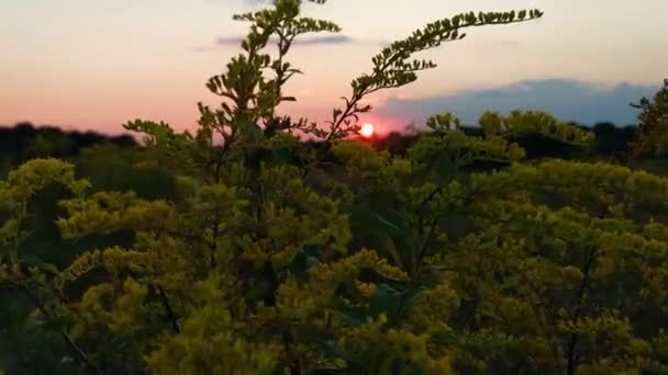 Wilde Pflanze Wind Vor Dem Hintergrund Des Sonnenuntergangs — Stockvideo