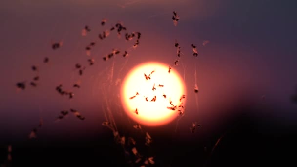 Banyak Midges Dalam Jaring Angin Saat Matahari Terbenam — Stok Video