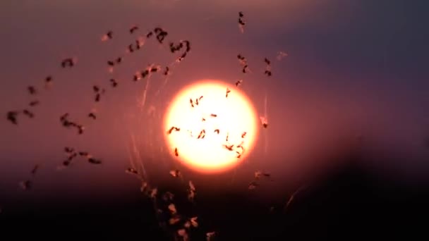 Beaucoup Moucherons Dans Une Toile Dans Vent Coucher Soleil — Video