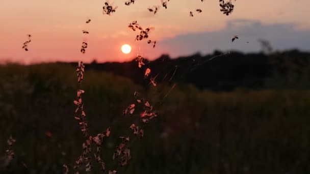 Muchos Mosquitos Una Red Viento Atardecer — Vídeos de Stock