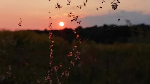 Muitos Mosquitos Uma Teia Vento Pôr Sol — Vídeo de Stock