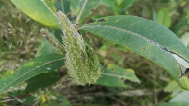 Primer Plano Asclepias Syriaca Viento — Vídeo de stock