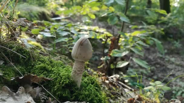 Close Macrolepiota Procera Mushroom Forest — Stock Video