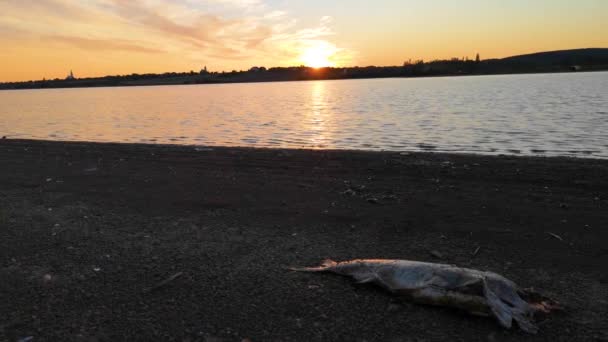 Νεκρά Μεγάλα Ψάρια Στη Λίμνη Την Ώρα Του Ηλιοβασιλέματος — Αρχείο Βίντεο