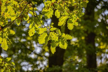 Bir dağ ormanında güneş ışınlarında uzun meşe ağacı.