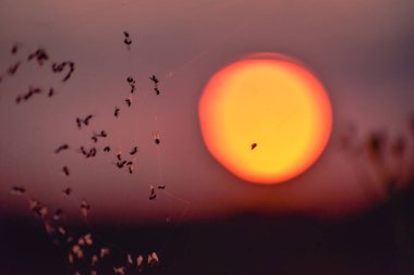 Gün batımında rüzgarda bir ağda bir sürü cüce