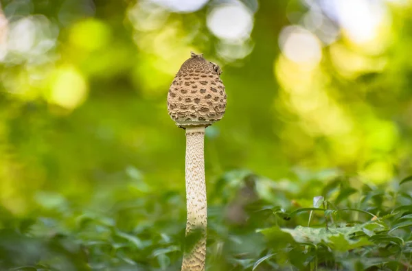 Primer Plano Del Hongo Macrolepiota Procera Bosque —  Fotos de Stock