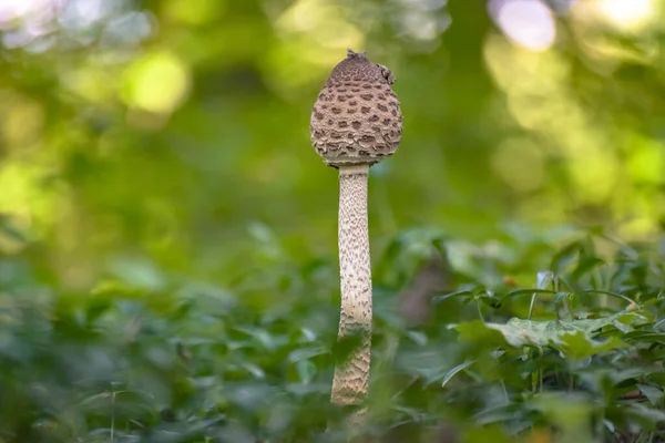 Primer Plano Del Hongo Macrolepiota Procera Bosque —  Fotos de Stock