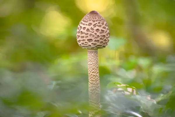 Крупный План Macrolepiota Procera Mushroom Лесу — стоковое фото