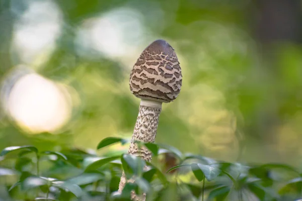 Крупный План Macrolepiota Procera Mushroom Лесу — стоковое фото