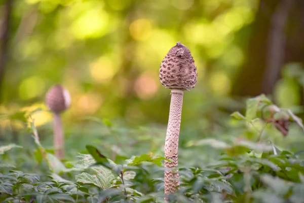 Close Macrolepiota Procera Mushroom Forest — Stock Photo, Image